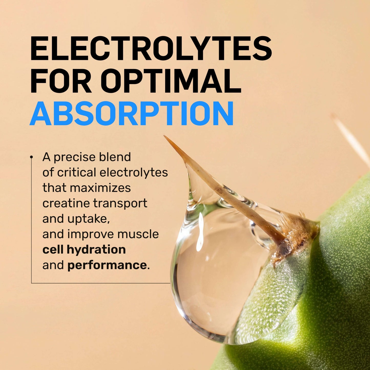 Creatine HCl Powder - Unflavored, Strength And Performance Support
